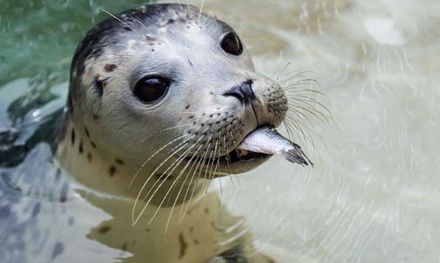 Free Admissions and A Guided Tour of the Facilities for 1 - The Marine Mammal Center Sausalito, California