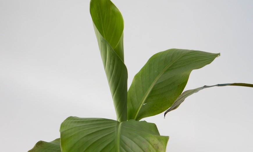 Image 3: Winterharde bananenplanten