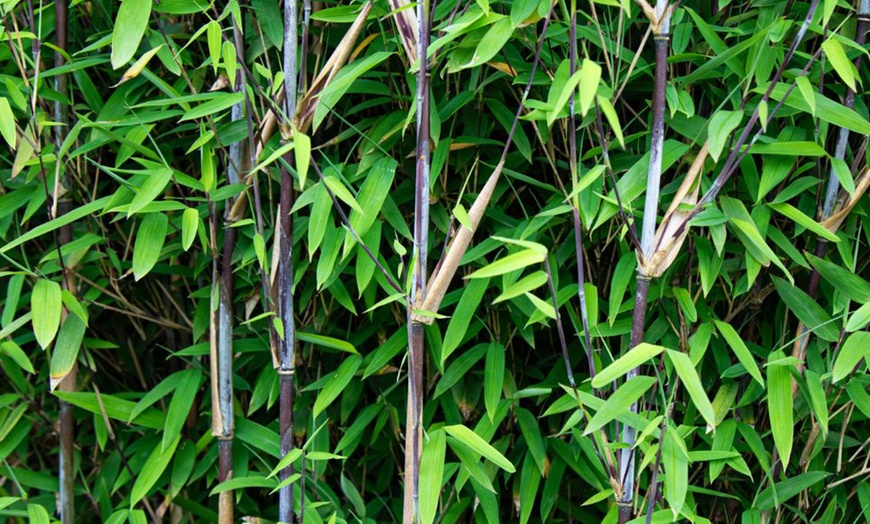 Image 1: Up to Three Bamboo 'Black Dragon' 10cm Potted Plants