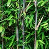 Image 1: Up to Three Bamboo 'Black Dragon' 10cm Potted Plants