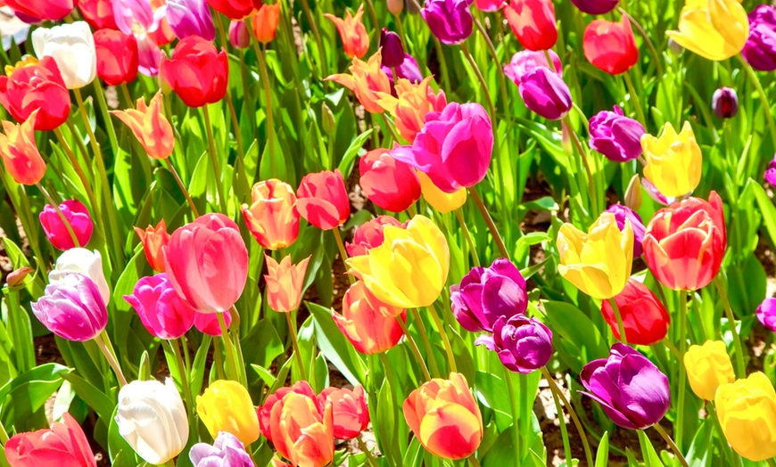 Image 13: Up to 39% Off Admission to BunnyPalooza at Yesterland Farms