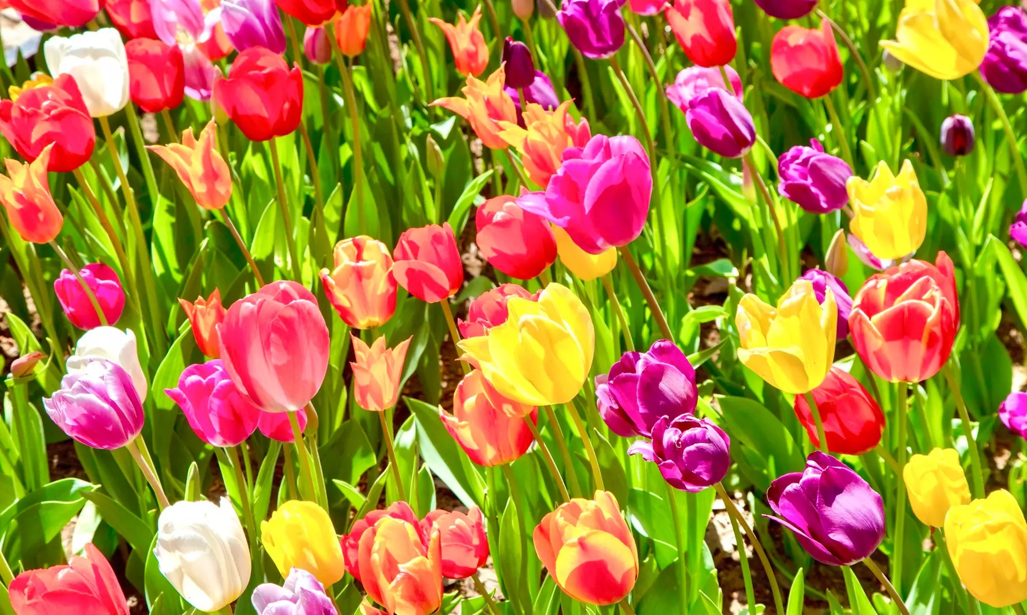 Up to 39% Off Admission to BunnyPalooza at Yesterland Farms