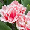 Image 4: Bulbes de tulipe double frangée "Queensland"