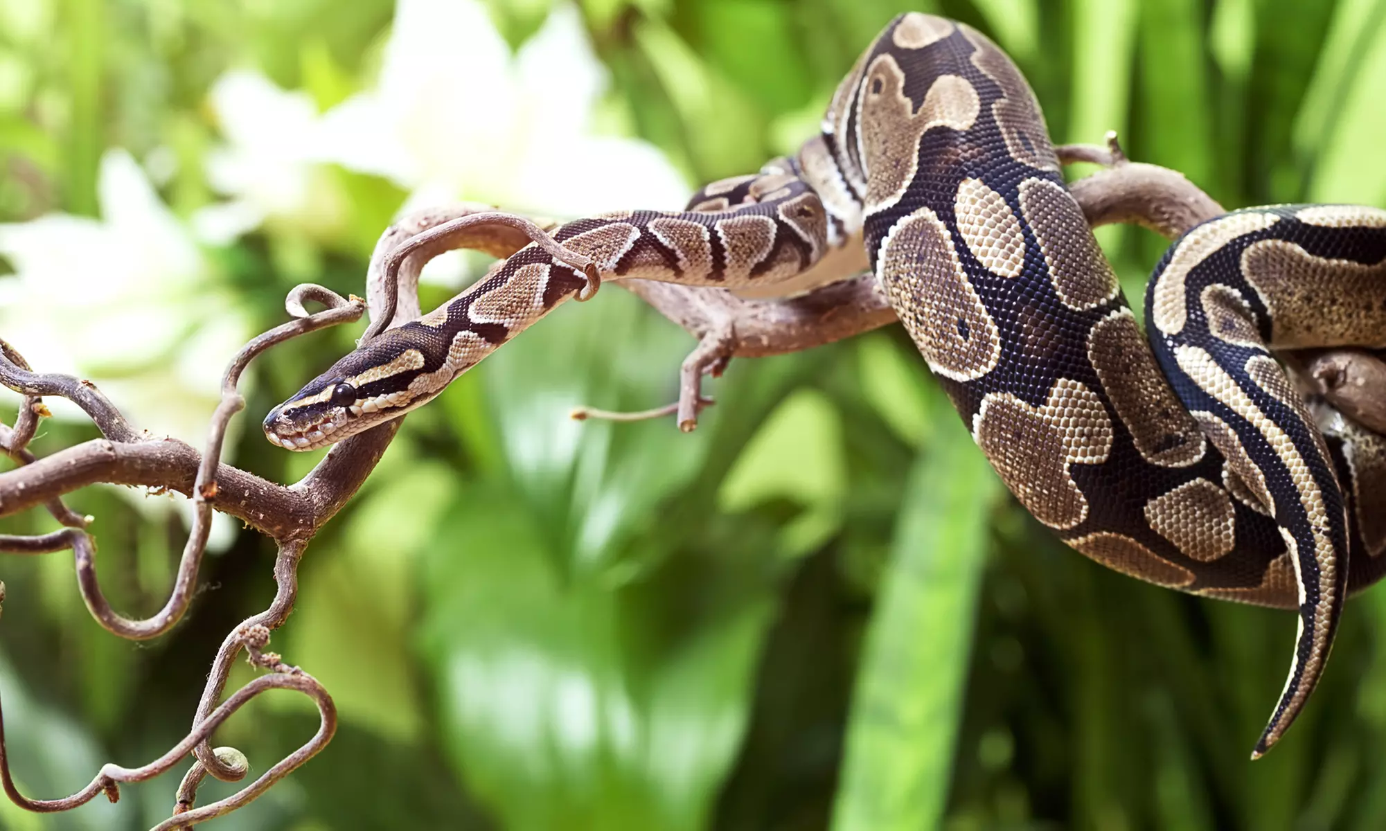 Familienabenteuer im Reptilien-Zoo: mit Tierbegegnungen & Spielplatz