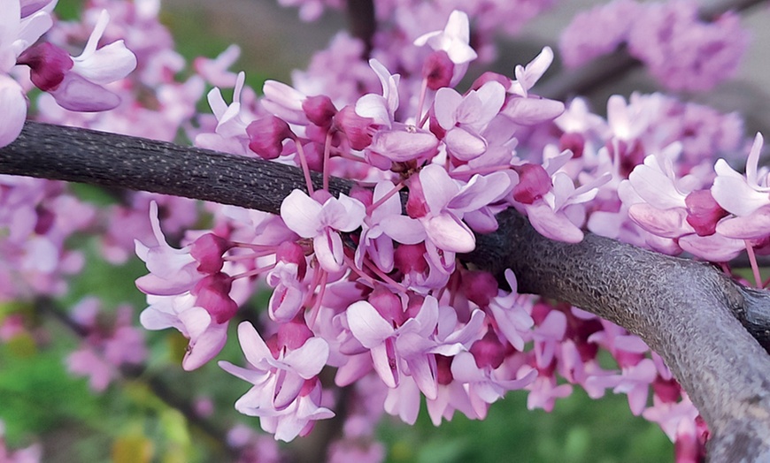 Image 9: Colour Changing Garden Trees - 4 Varieties - up to 3 Potted Plants