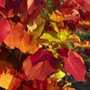 Image 3: Colour Changing Garden Trees - 4 Varieties - up to 3 Potted Plants