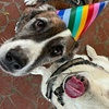 Image 1: 1,3 or 5 Day Dog Daycare Packages Monday to Friday