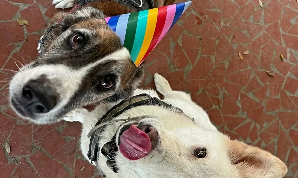 1,3 or 5 Day Dog Daycare Packages Monday to Friday