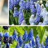 Image 1: Tot 200 kleurrijke Muscari bloembollen