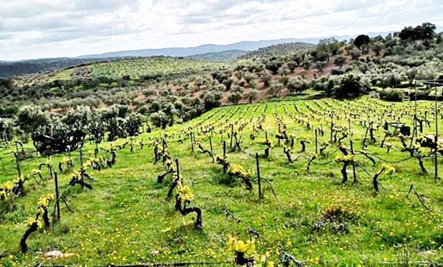 Image 8: Visita a bodega de 1 hora y media con cata de vino para 2 o 4 personas