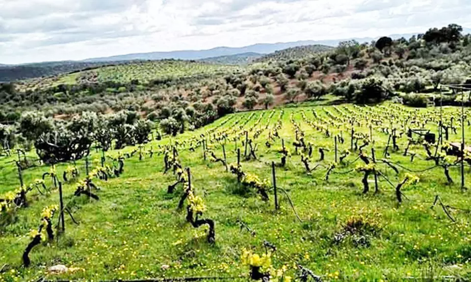 Visita a bodega de 1 hora y media con cata de vino para 2 o 4 personas