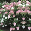Image 8: Hydrangea 'Vanilla Fraise' - Up to 3 Potted Plants