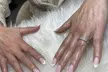 No-Chip Manicure and Pedicure Packages, SNS Dipping Powder, and More at Dazzel Nail And Spa (Up to 37% Off) - Second Medium