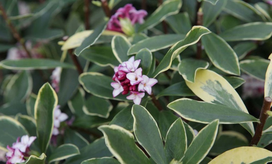 Image 4: Potted Fragrant Daphne Plants - 1 or 2 Potted Plants