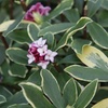 Image 4: Potted Fragrant Daphne Plants - 1 or 2 Potted Plants