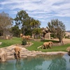 Image 2: San Diego Zoo Safari Park Tickets