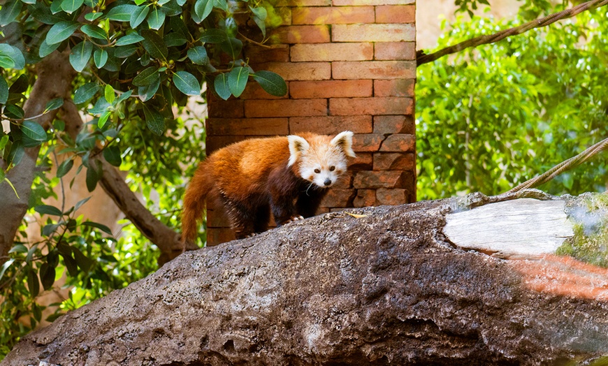 Image 2: Vive un viaje educativo y salvaje con una entrada a Bioparc Fuengirola