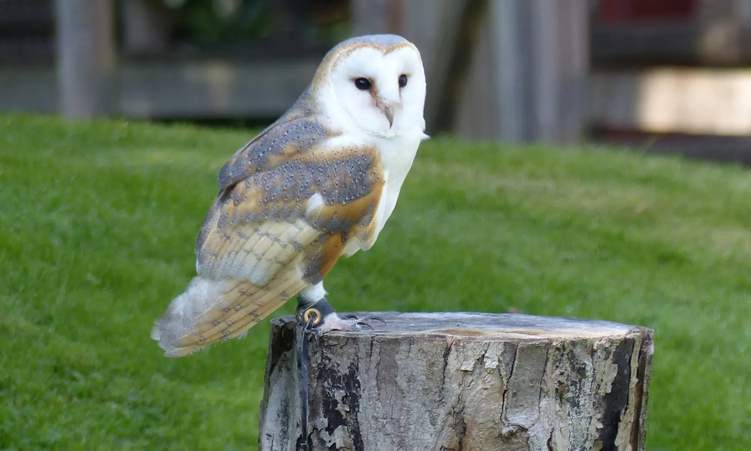 Get close to owls with a two-hour experience with Friends & Family