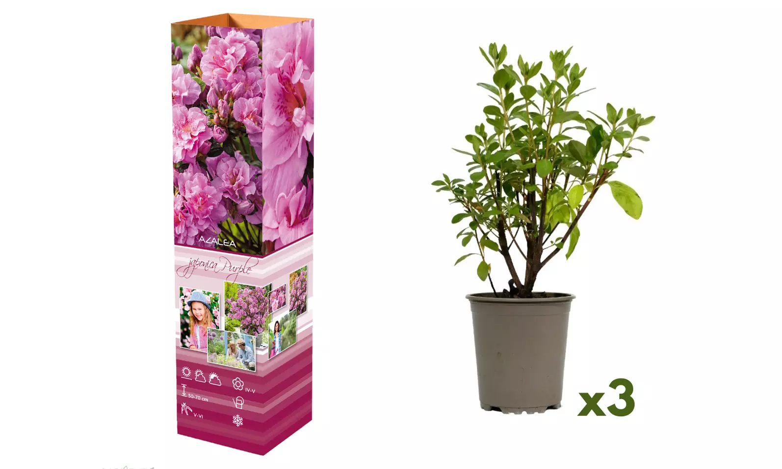 Set van 3, 4 of 8 Azalea's