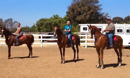 Two 60-Minute Private Horseback Riding Lessons - Cherry Stables - Vista