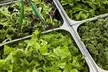 Build-Your-Own Meal Deal for Two or Four Or Get $30 to Spend on Food at Hummus Republic (Up to  38% Off) - Second Medium