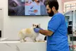 Pamper Pet w/ Full Grooming for Cats & Dogs (Under or Over 20kg) at Petshub Veterinary Clinic (Up to 36% Off) - Image 2