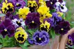 Pansy Frizzle Sizzle Mixed Collection – 24 or 48 plants - Image 7