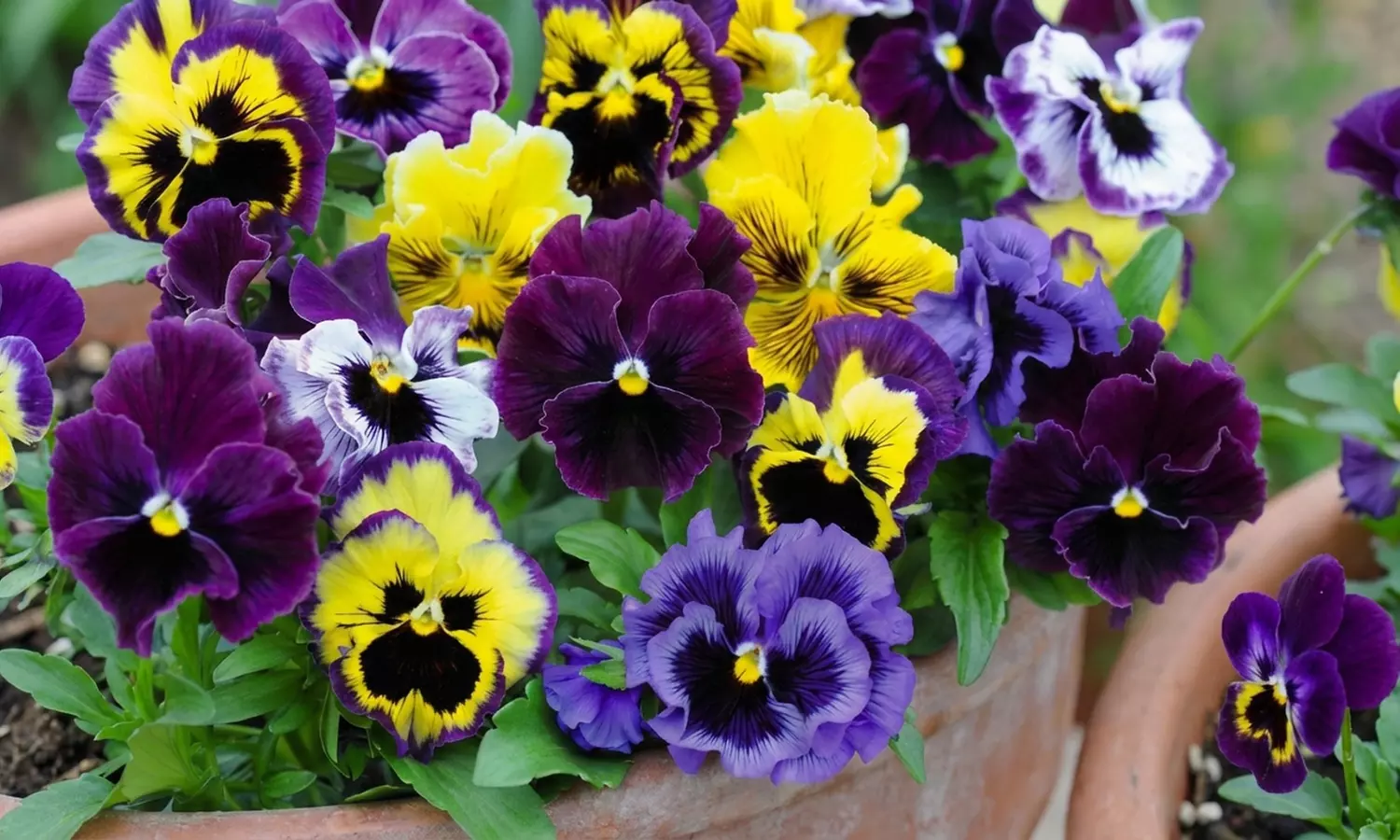 Pansy Frizzle Sizzle Mixed Collection – 24 or 48 plants