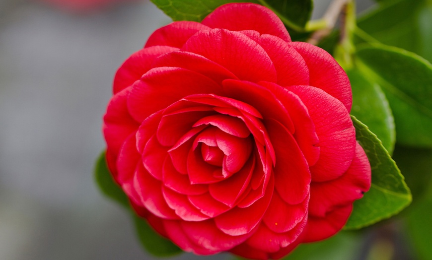 Image 2: 3 Camélias Japonica rouges