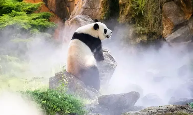 Journée ou séjour au ZooParc de Beauval avec Wonderbox Connect