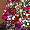 Image 1: YouGarden 12 or 18 Packs of Surfinia Petunia Plug Plant Collections