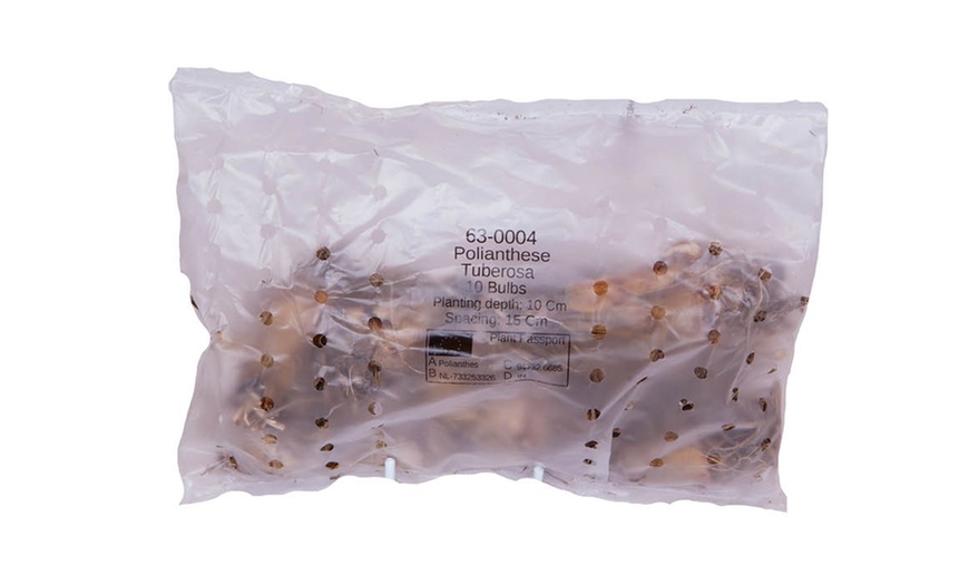 Image 3: Polianthes Tuberosa 'The Pearl'