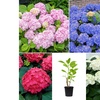 Image 2: Lot de 4 ou 8 Hydrangea Macrophylla différents