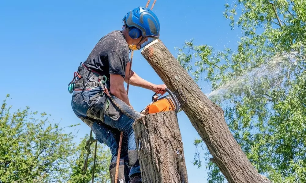 Professional Tree Removal & Landscape Services with Debris Removal