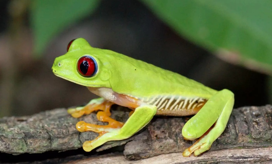 Image 7: ✈ 8-Day Tour of Costa Rica with Air from Great Value Vacations