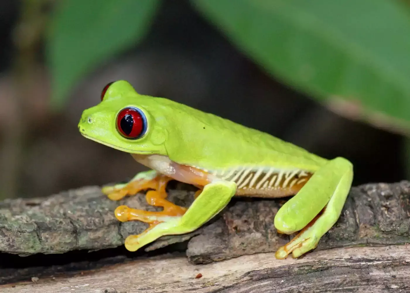 ✈ 8-Day Tour of Costa Rica with Air from Great Value Vacations