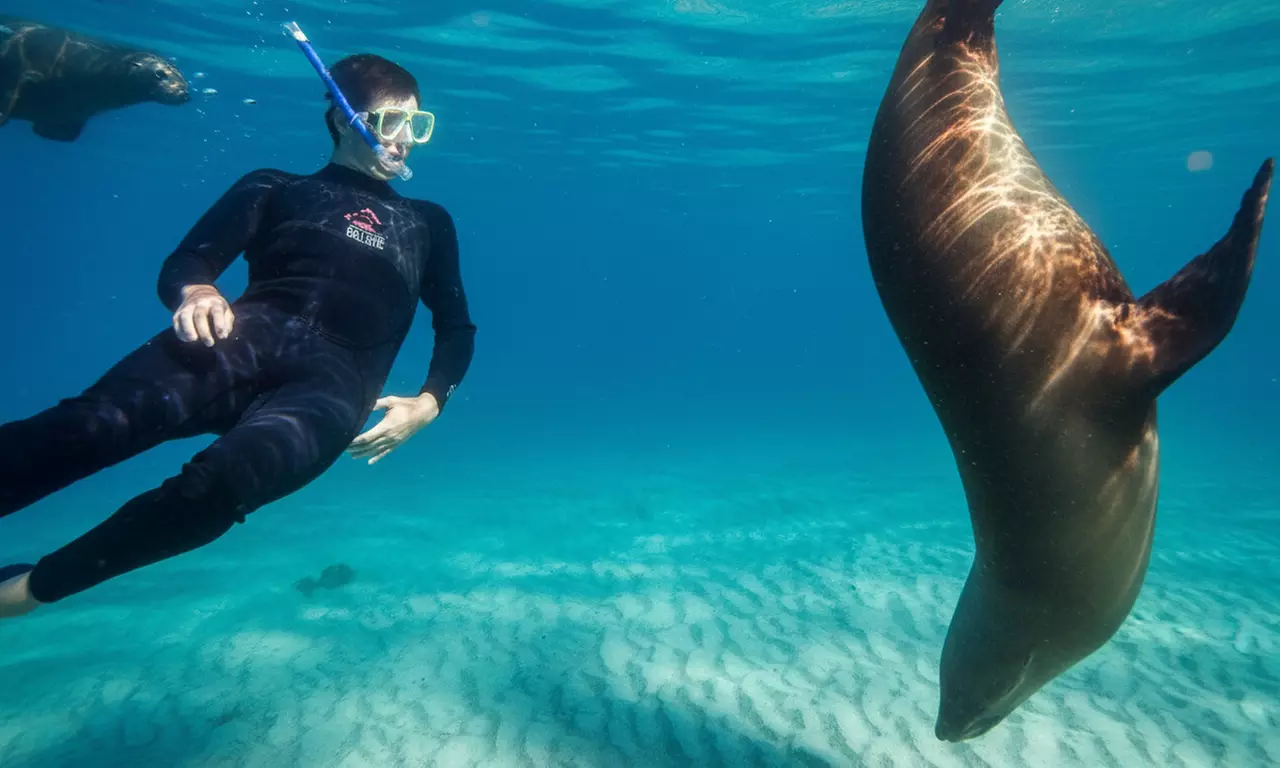 1.5-Hour Wildlife Adventure Cruise or 2-Hour Snorkel with Seals
