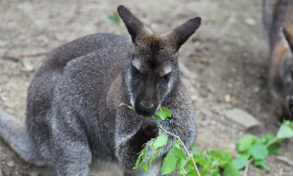 Tageskarte für den Tierpark Herborn für 1-2 Erwachsenen & 2 Kindern