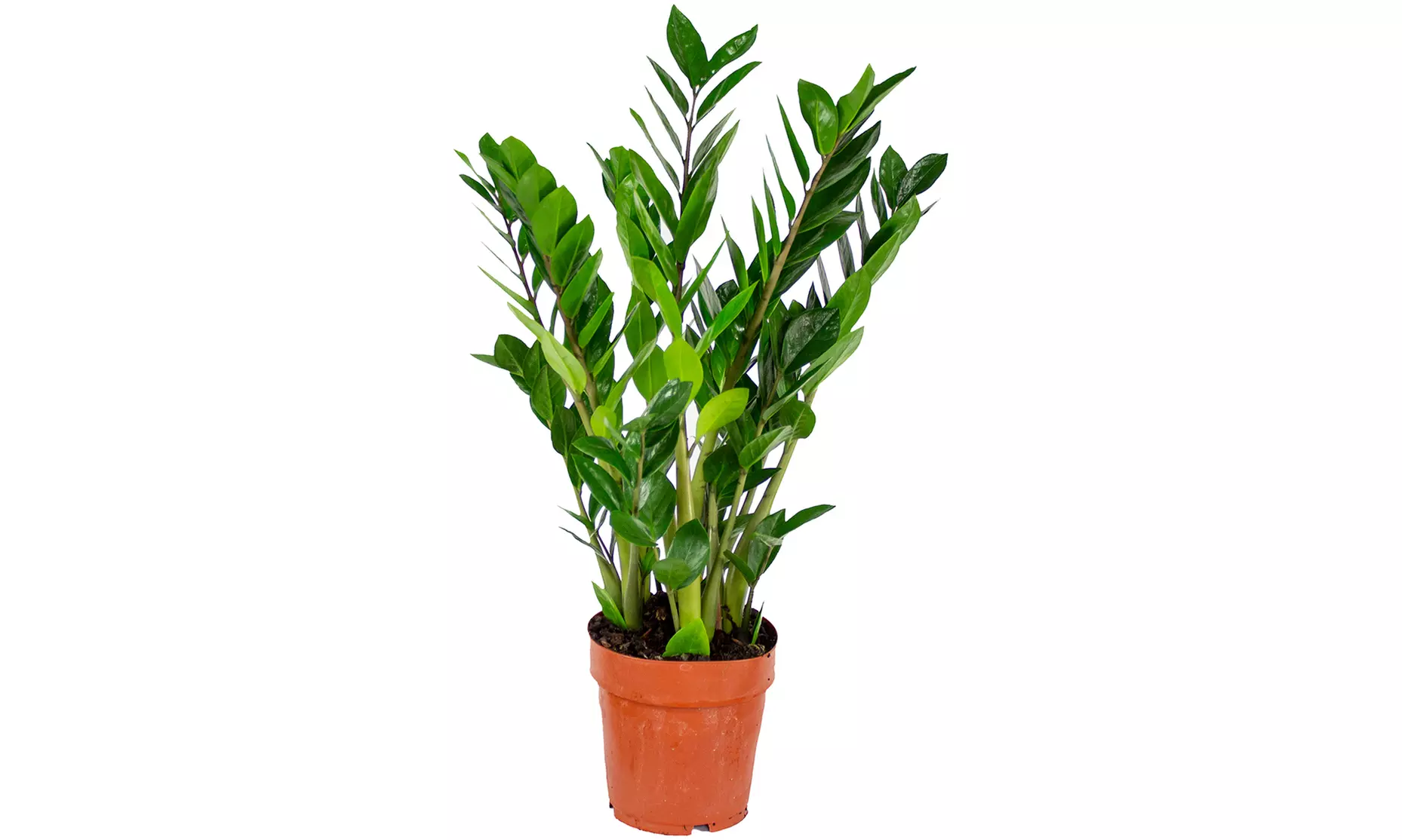 1 of 2 Zamioculcas zamiifolia