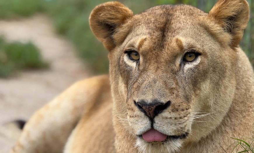 Image 6: Up to 25% Off Big Cat Express Tour - Animal Park