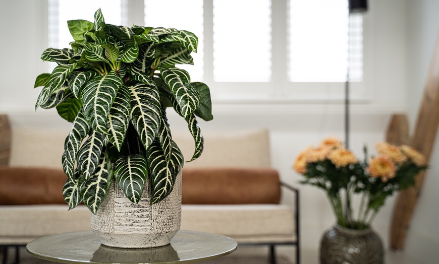 Image 1: Rootz Aphelandra Botanica Zebra plant