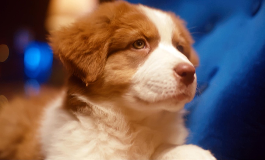 Image 4: Santa HD Video, Call & Premium Letter—Personalised magic in 60 mins!