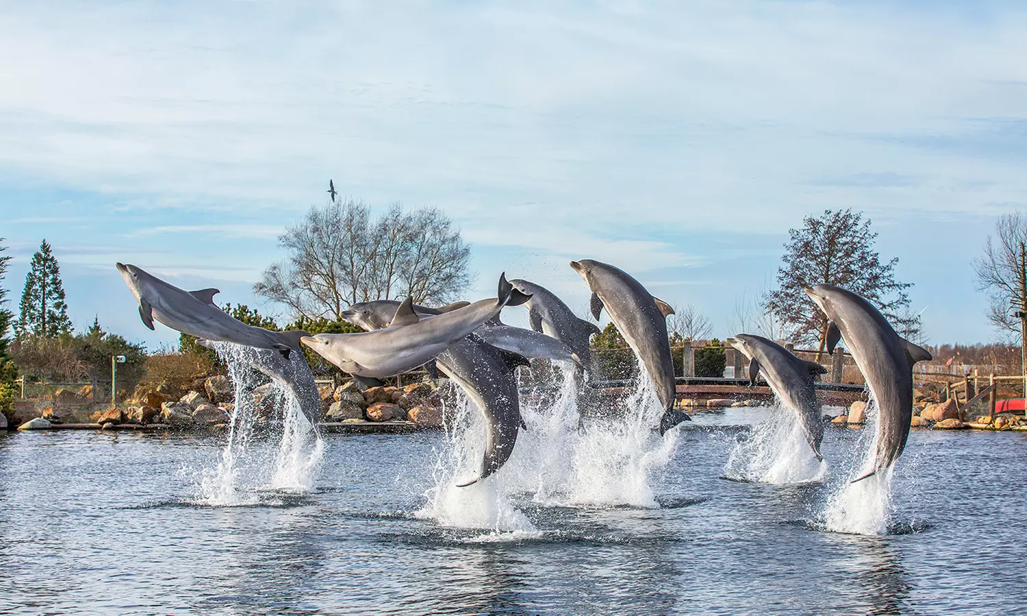 Einrittskarte "Dolfinarium" in Harderwijk, Niederlande für 1 Person
