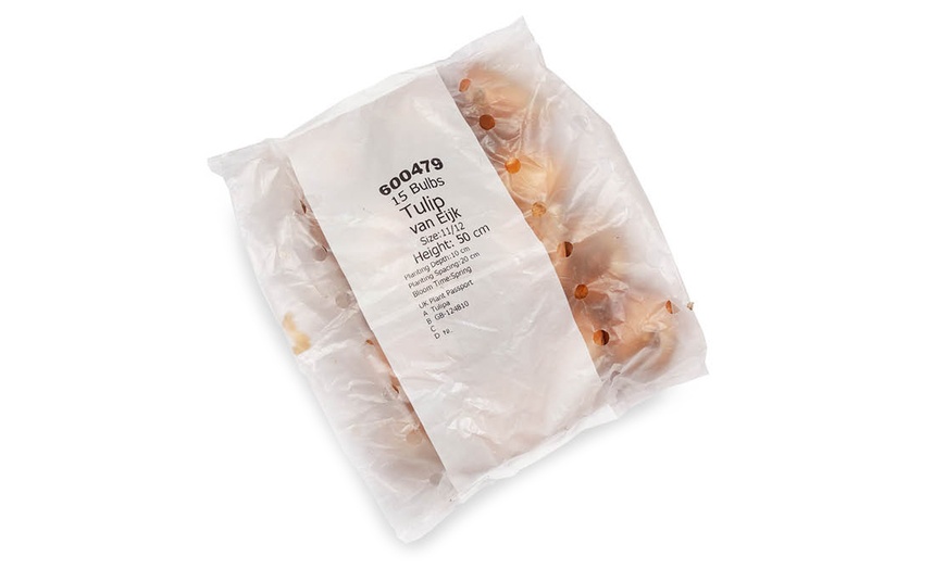 Image 3: 15 or 30 Tulip 'Van Eijk' Spring Flowering Bulbs; Reddish-Pink Blooms