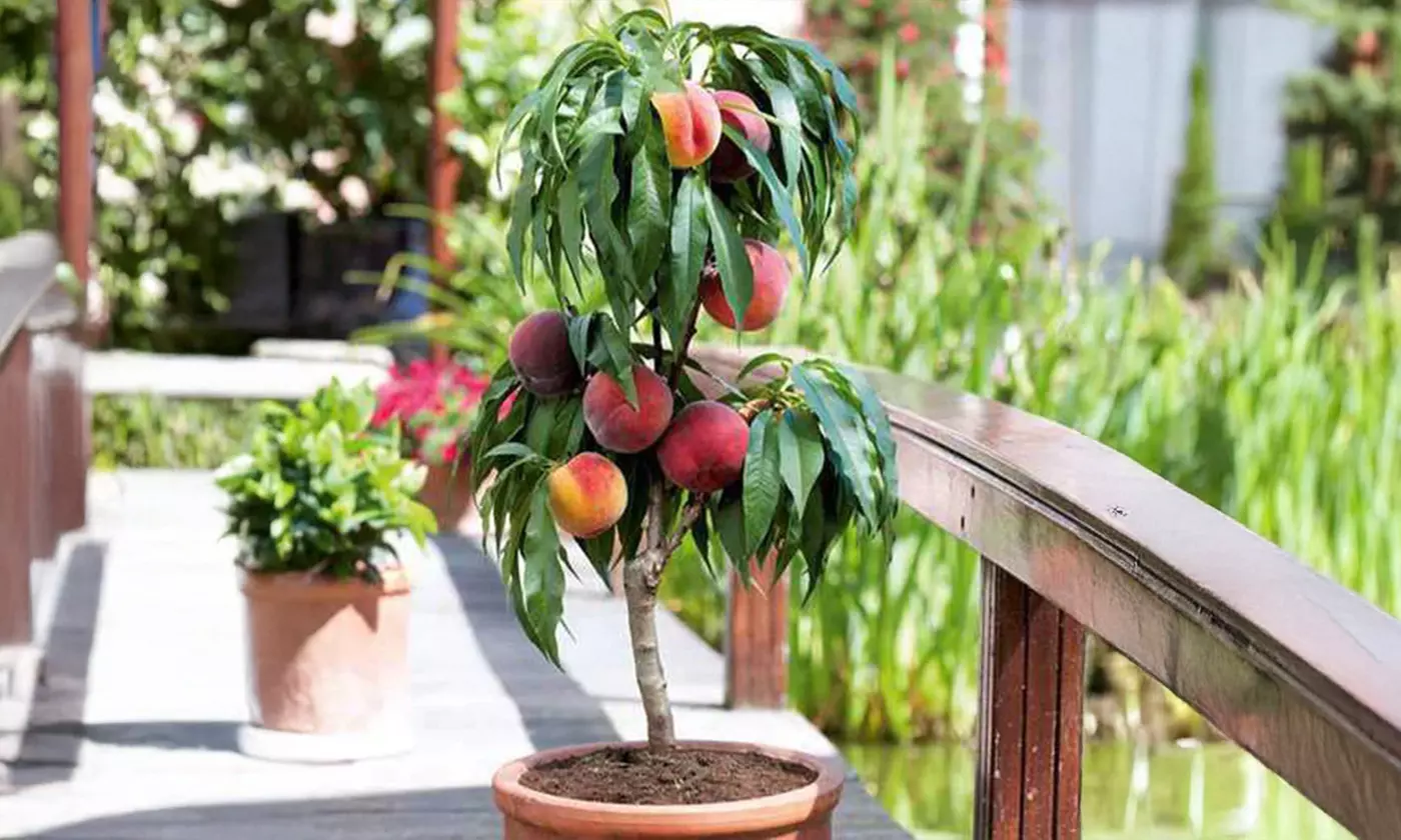 Árboles frutales columnares auténticos