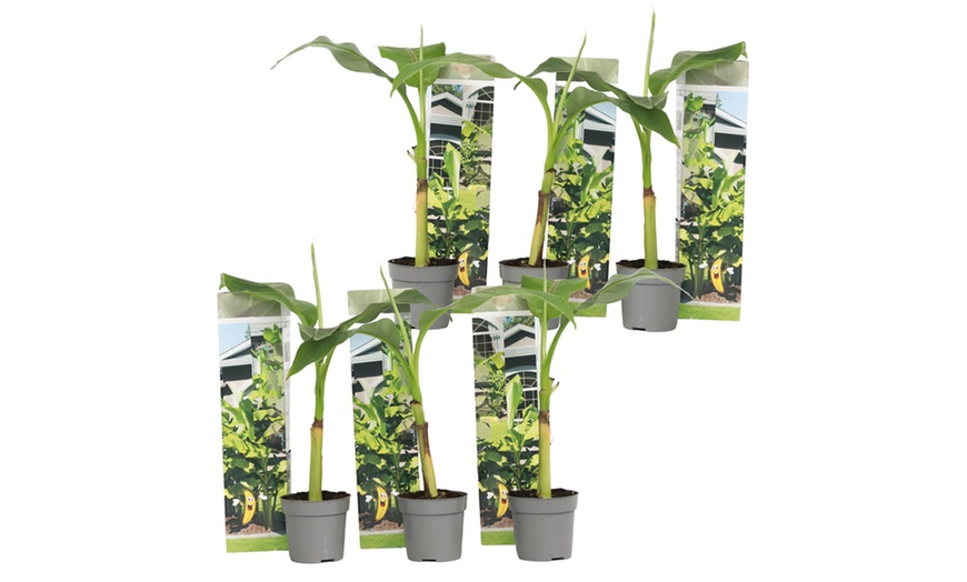 Image 7: Musa Basjoo, Rootz