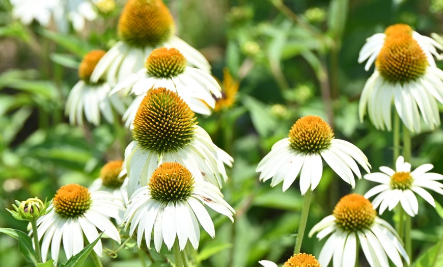 Image 3: Bordure NatureNest Joy