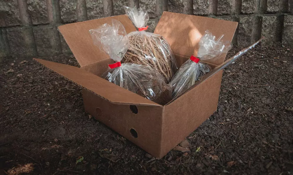 Hardy Heart-Shaped Hosta Bare Roots (Set of 6,12, or 24)