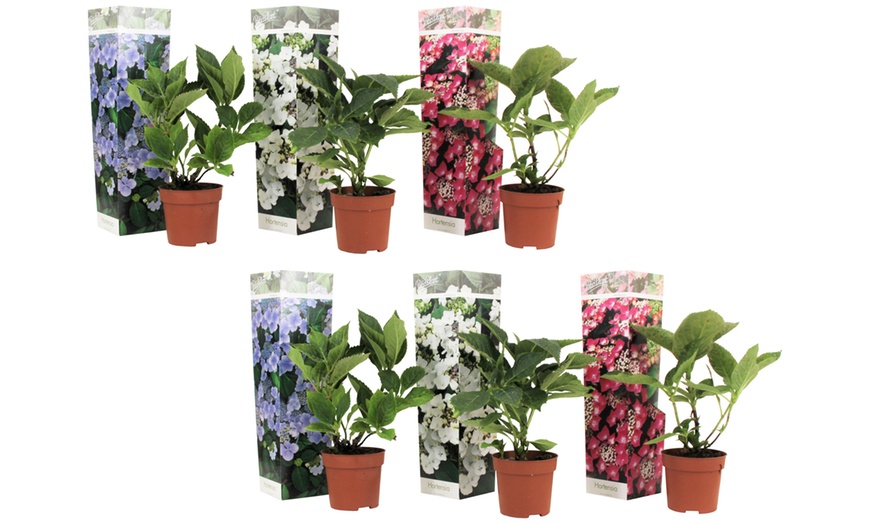 Image 5: Conjunto de 3 o 6 plantas de Hortensia Teller