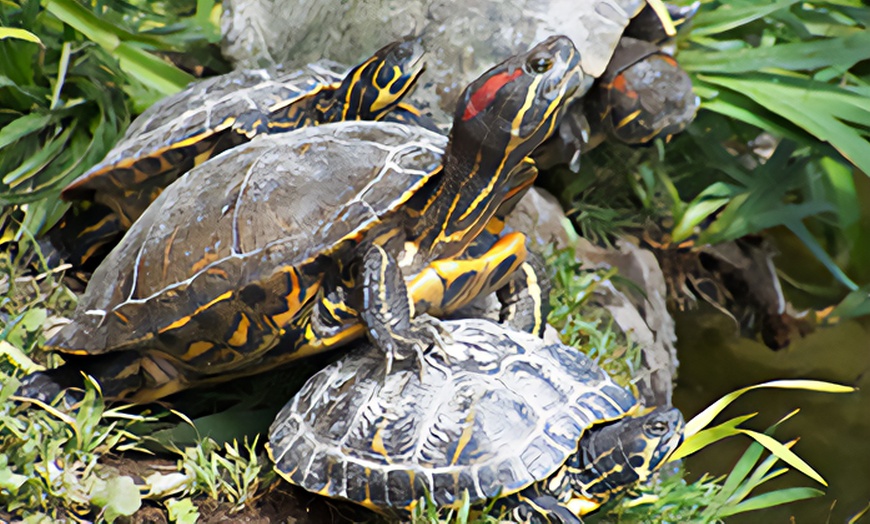 Image 7: Aquarium des Tropiques : voyage magique au cœur des mers exotiques